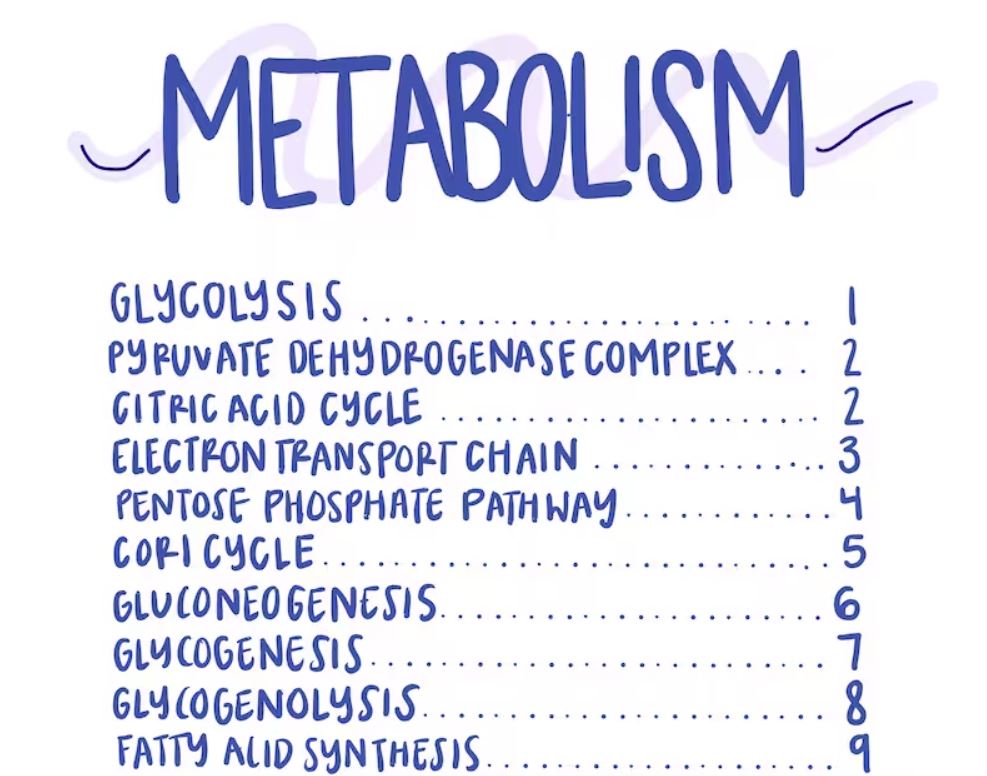 MCAT Metabolism Pathways PDF – Edutestlab