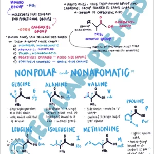 MCAT Amino Acids PDF