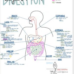 Pathophysiology Nursing Notes
