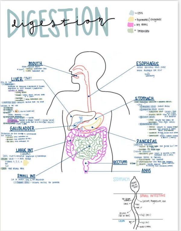 Pathophysiology Nursing Notes